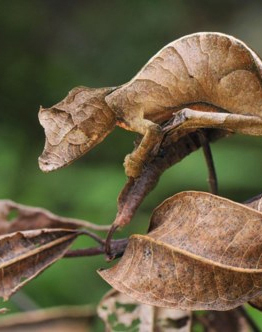 Single Post Header Image